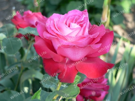 Rose leuchtend rot