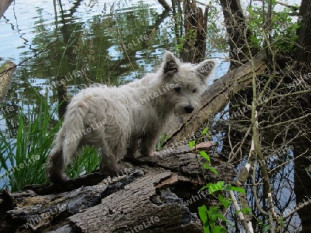 Westie - West Highland Terrier - See