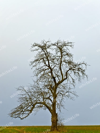 einsamer Obstbaum im Winter
