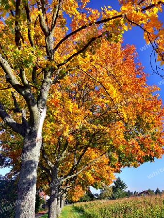 Baumallee in traumhaften Herbstfarben  4