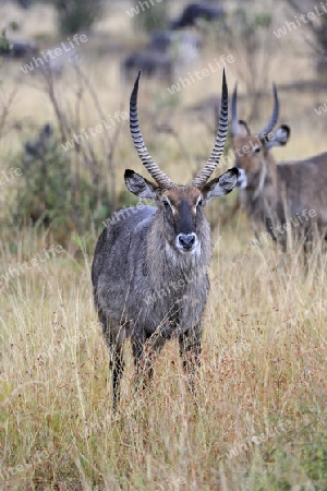 Wasserbock (Kobus ellipsiprymnus), ausgewachsenes M?nnchen,  Masai Mara, Kenia, Afrika