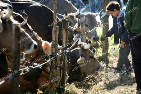 the traditional cow Market in the Farmer Village of Armeno near the Fishingvillage of Orta on the Lake Orta in the Lombardia  in north Italy. 
