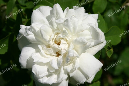 Weiße Rose von der Insel