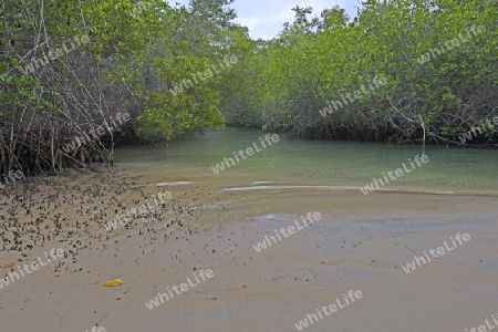 Rote Mangroven (Rhizophora mangle) ,  Insel Isabela,  Galapagos , Unesco Welterbe, Ecuador, Suedamerika