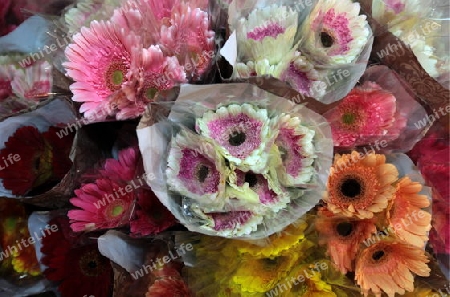 flowers at the flowermarket at the Pak Khlong Markt in Banglamphu in the city of Bangkok in Thailand in Suedostasien.