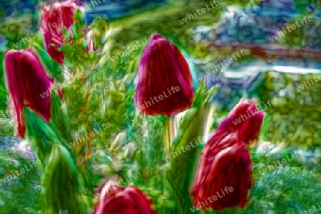 Abstrakte Tulpen