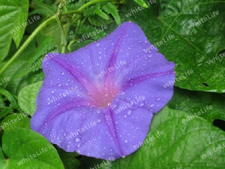 Blume Azoren