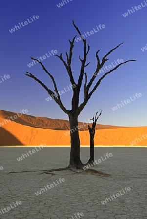 Kameldornb?ume (Acacia erioloba), auch Kameldorn oder Kameldornakazie als Silhouette im ersten Morgenlicht auf die D?nen,  Namib Naukluft Nationalpark, Deadvlei, Dead Vlei, Sossusvlei, Namibia, Afrika