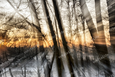 Sonnenschein im Winterwald