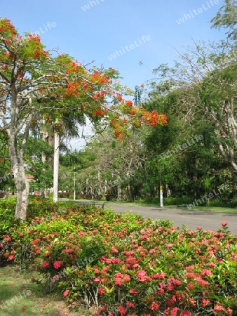 Tropische Vegetation,Dominikanische Republik