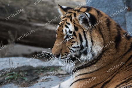 Profil eines Tigers