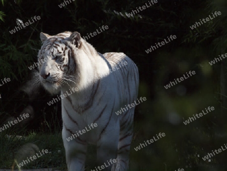 eleganter weisser Tiger im Wald