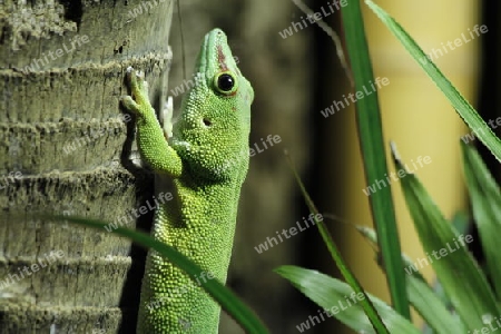 Madagaskar Taggecko h?ngt an einem Baum