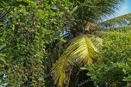 Wald in Sri Lanka