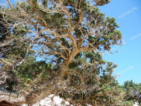 Alter Wacholderbaum auf Chrissi Island