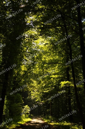 Waldweg mit Lichtung