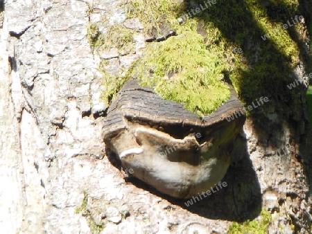 Pilz (Gesicht) am Baum