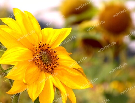 Sonnenblume und unscharfe verbl?hte Sonnenblumen dahinter  2