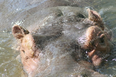 Portrait shot of a hippopotamus in water    Portr?taufnahme eines Flusspferdes im Wasser