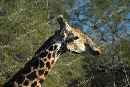 Giraffen-Opa