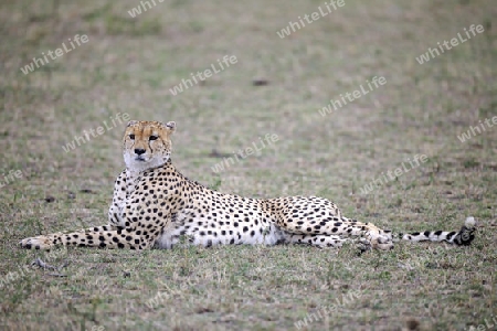Gepard ( Acinonyx jubatus ) entspannt sich auf dem Gras liegend,  Masai Mara ,  Kenia, Afrika
