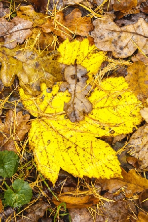 Herbstblaetter auf Waldboden