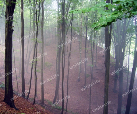 Wald im nebel