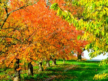 Baumreihe mit gelb-rotem Herbstlaub auf gr?ner Wiese