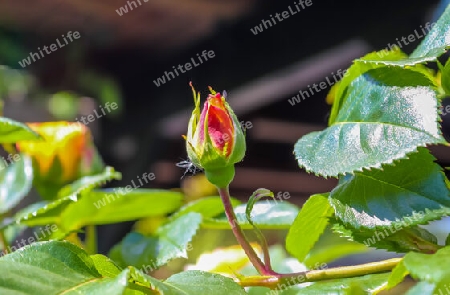 Top view of yellow and orange rose flower in a roses garden with a soft focus background.