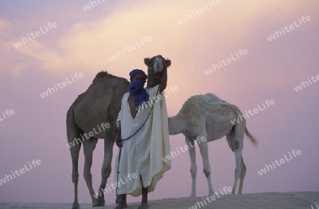 Beduine mit Kamel in der Wueste von Douz im Sueden von Tunesien in Nordafrika. 