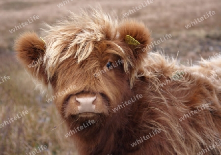 portrait of a red brown long haired Highland cattle in Scotland