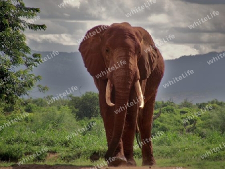 Elefantenbulle, Elefant, Savanne, Landchaft, in, Tsavo, Ost, Kenya, Kenia, Afrika