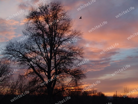 Tree and bird in the sunset from the bridge of freedom in Novi Sad