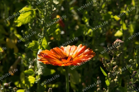 Einzelne Ringelblume von der Sonne angestrahlt - Single marigold blasted by the sun
