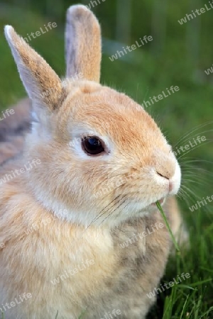 Zwergkaninchen, Dwarf Rabbit