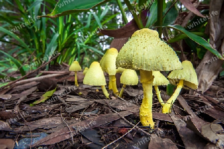 Mushrooms in New South Wales Australia Yellow fold umbrella Leucoprinus birnbaumii