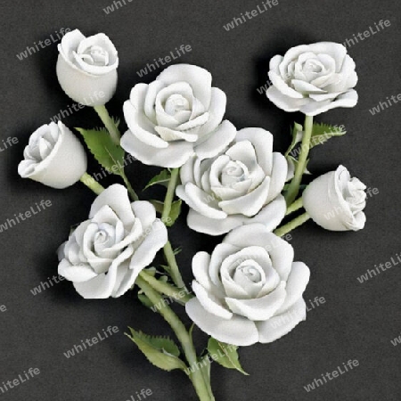 Weiße Rosen