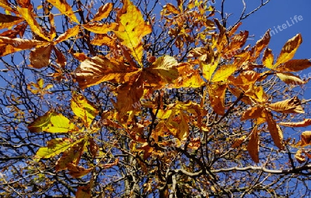 Goldgelbes Herbstlaub vor blauem Himmel