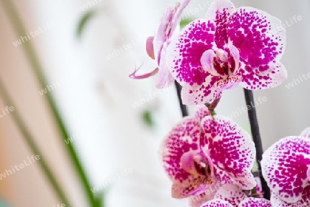 pink orchidee