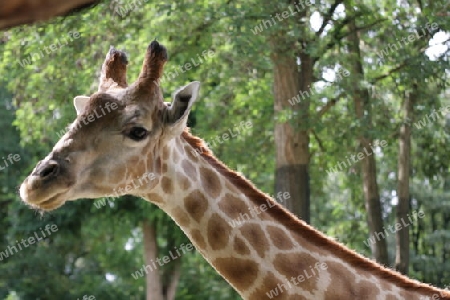 Giraffe - Giraffa camelopardalis