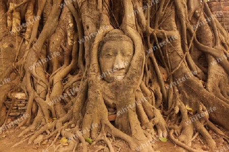 Ein in einem Baum eingeflechteter Steinkopf im Wat Phra Mahathat Tempel in der Tempelstadt Ayutthaya noerdlich von Bangkok in Thailand