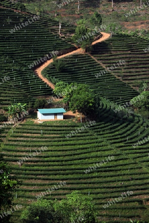Die Landschaft mit Tee Plantagen beim Bergdorf Mae Salong in der Huegellandschaft noerdlich von Chiang Rai in der Provinz Chiang Rai im Norden von Thailand in Suedostasien.