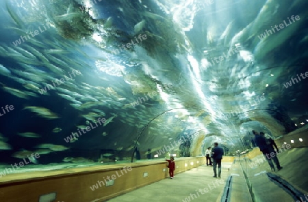 Das Aquarium ozeanografic in der  City of Arts and Science in der Neustadt von Valencia, Spanien.