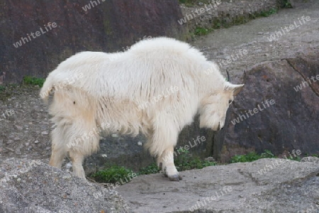 Side view of a female mountain goat    Seitenansicht von einer weiblichen Schneeziege