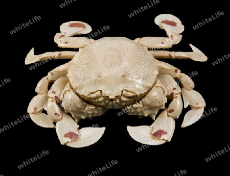 frontal shot of a moon crab in black background