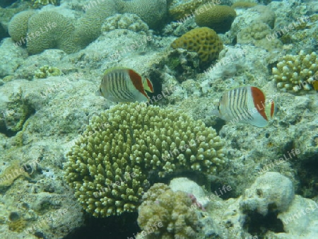 Fische und Korallen im Roten Meer 2