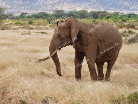 Elefant im Samburu-Nationalpark, Kenia