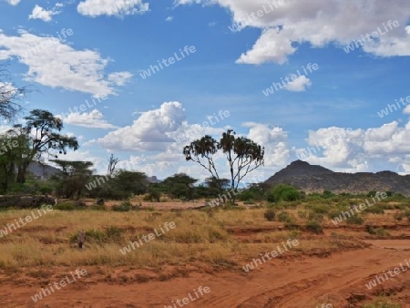 Kenia - im Samburu Nationalpark