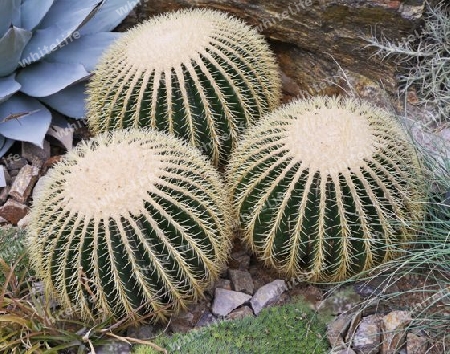 Kaktus - Schwiegermuttersessel