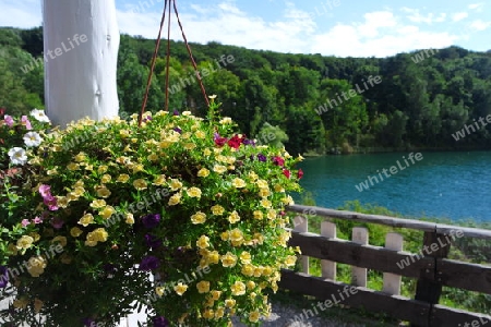 Blumenampel mit Petunien am See
